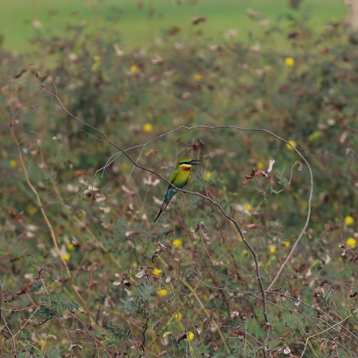 Blue-tailed Bee-eater - ML616711327