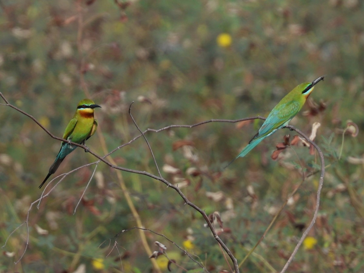 Blue-tailed Bee-eater - ML616711380