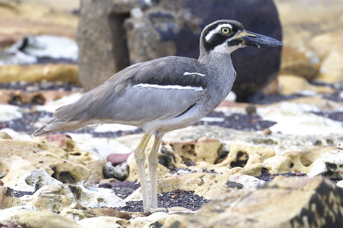 Beach Thick-knee - Paul Barden