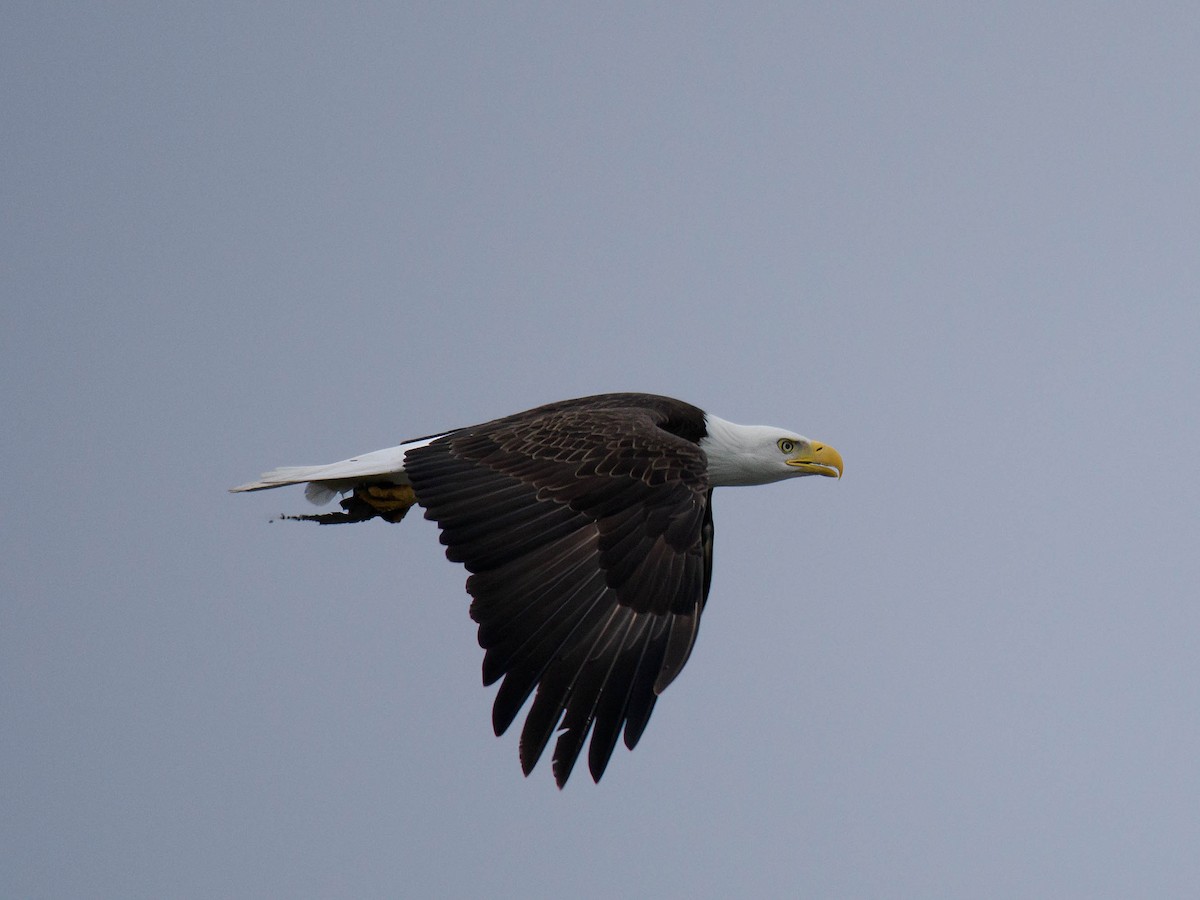 Bald Eagle - ML616711408