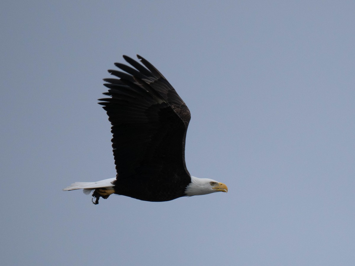 Weißkopf-Seeadler - ML616711409