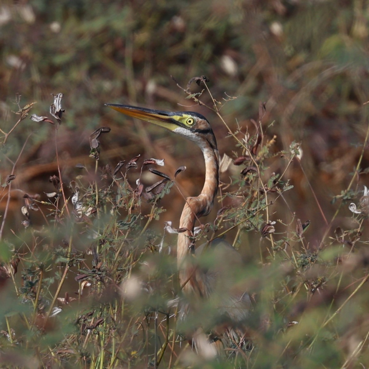 Purple Heron - ML616711423