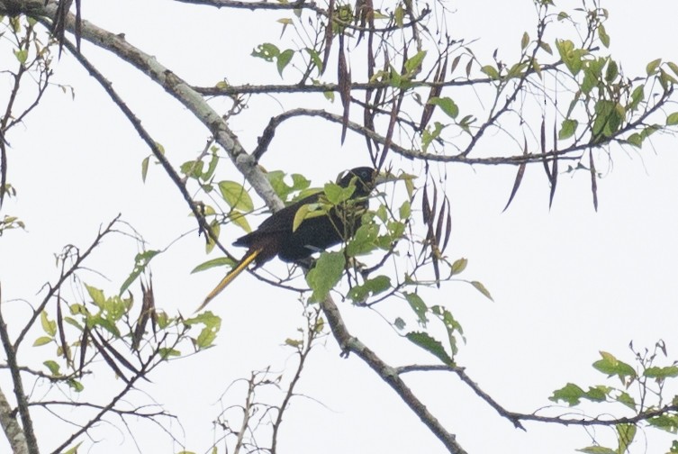 Yellow-rumped Cacique (Amazonian) - ML616711427