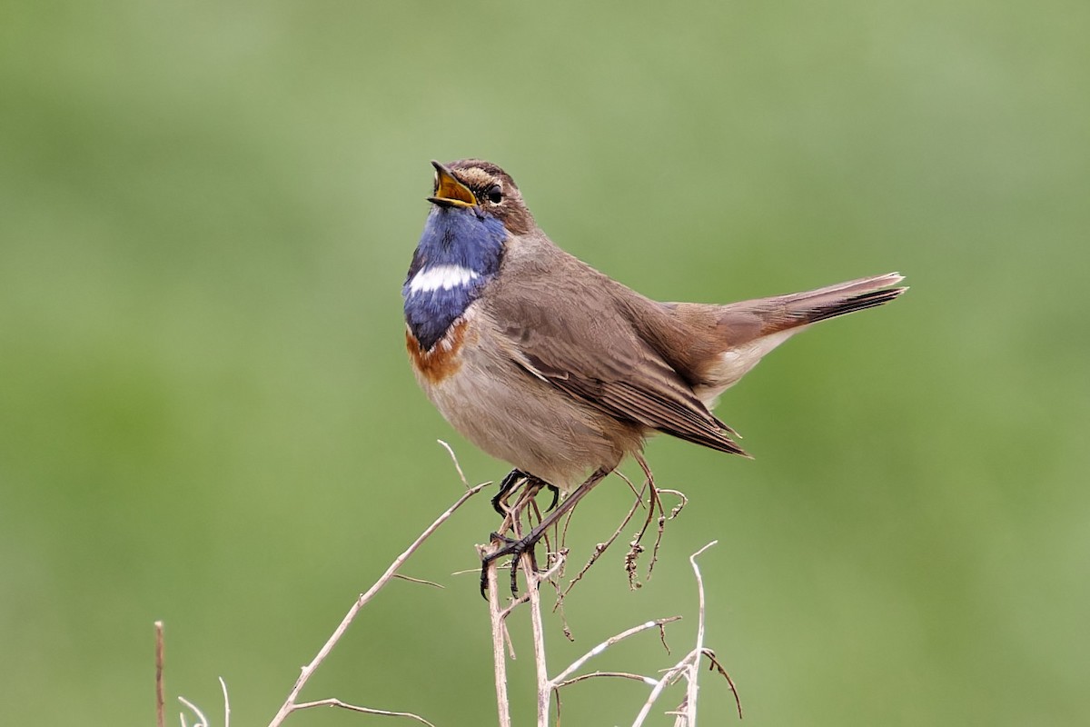 Bluethroat - ML616711457