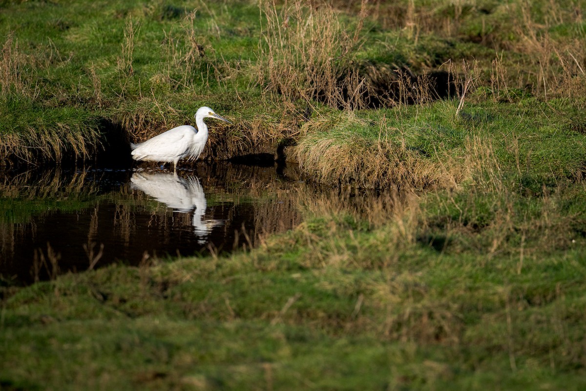 Little Egret - Vaclav Krizek