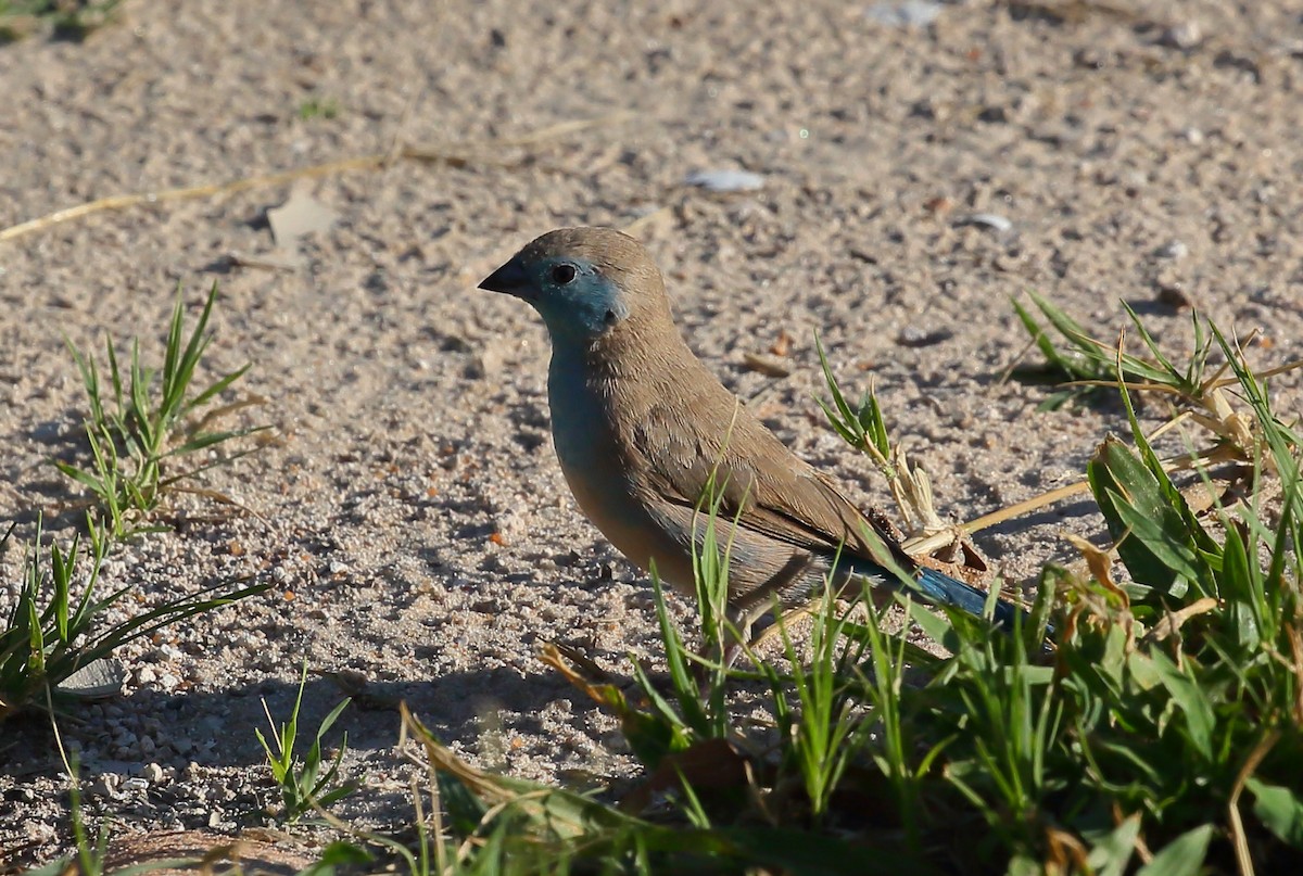 Southern Cordonbleu - ML616711468