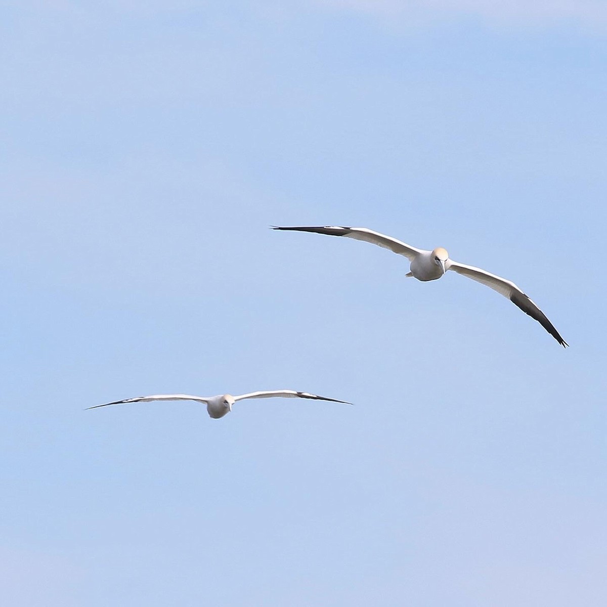 Northern Gannet - ML616711482