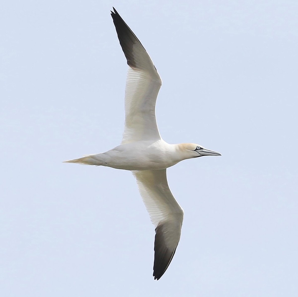 Northern Gannet - ML616711483