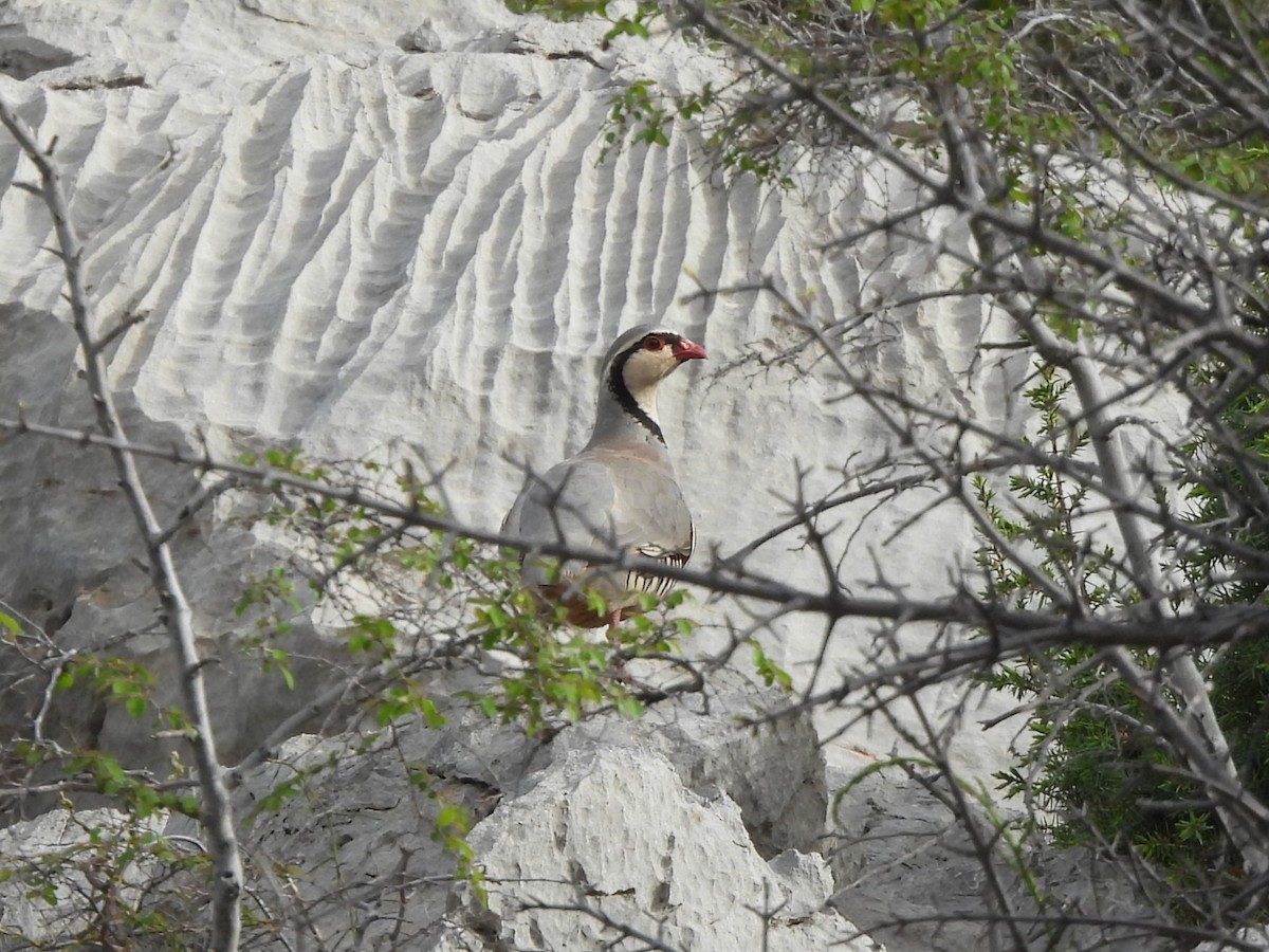 Rock Partridge - Siniša Vodopija