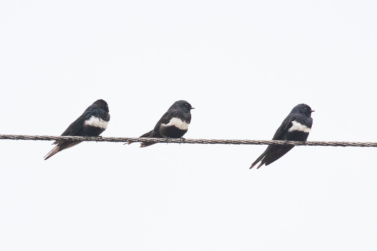 White-banded Swallow - ML616711495