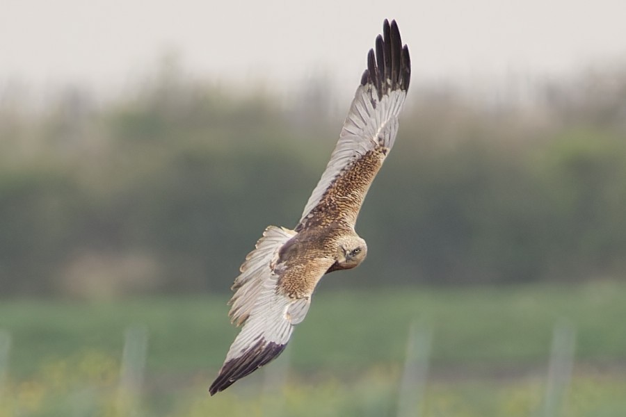 Western Marsh Harrier - ML616711498