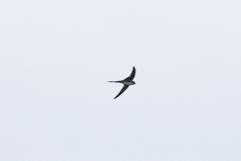 Fork-tailed Palm Swift - Xiaoni Xu