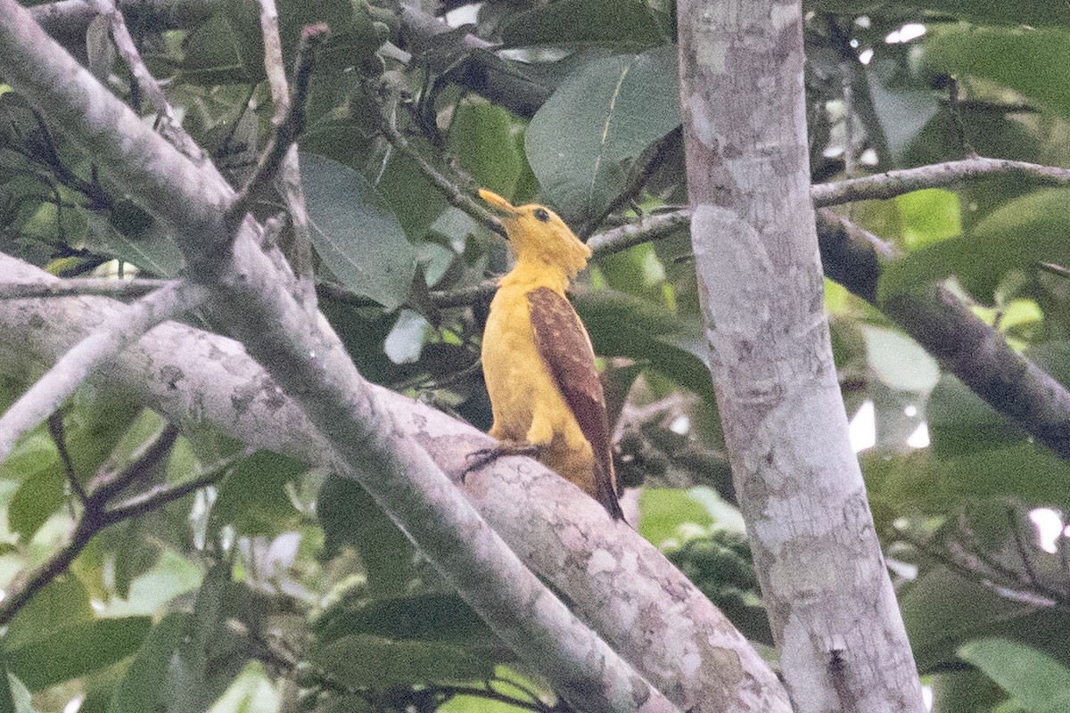 Cream-colored Woodpecker - Xiaoni Xu