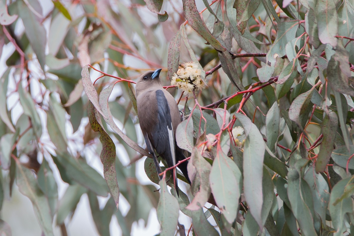 Dusky Woodswallow - ML616711549