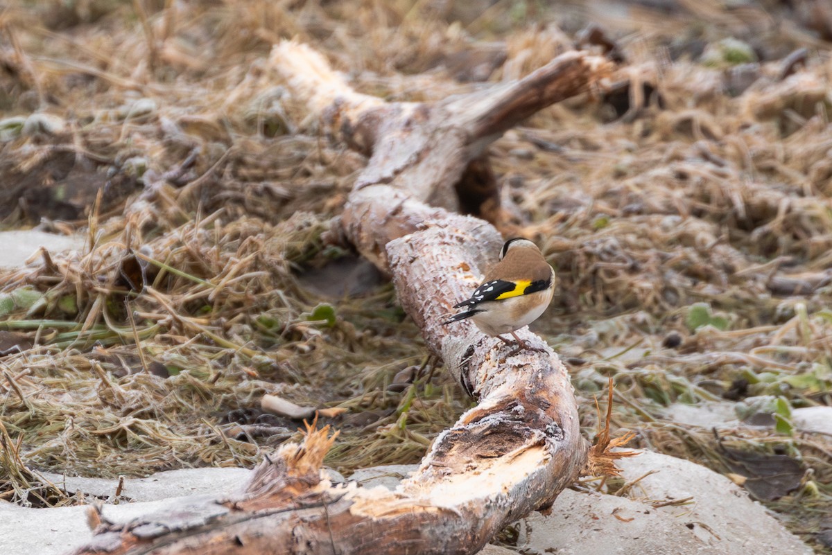 European Goldfinch (European) - Mark Maddock