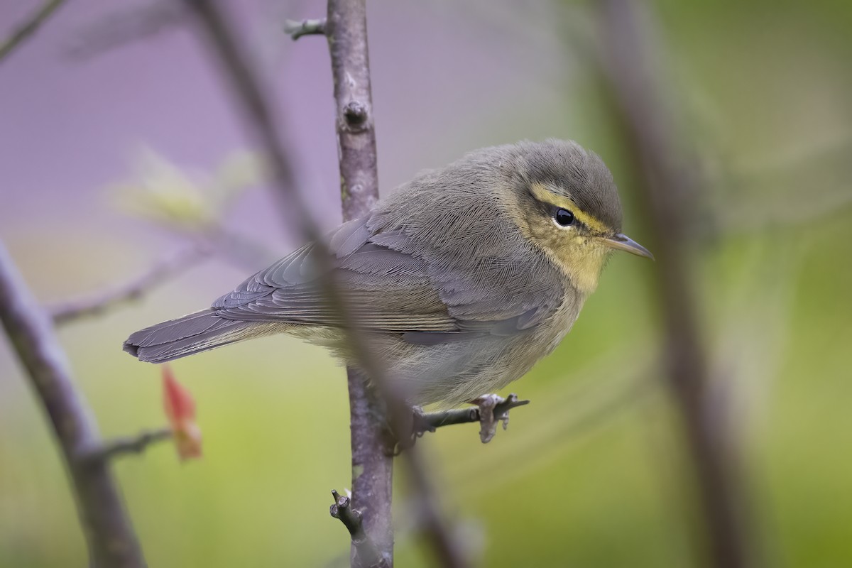 Tickell's Leaf Warbler - ML616711599