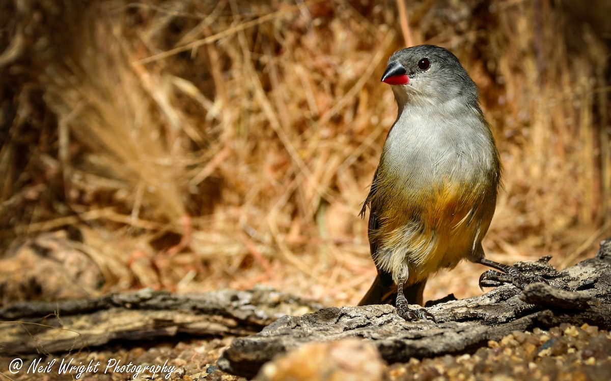 Swee Waxbill - Neil Wright