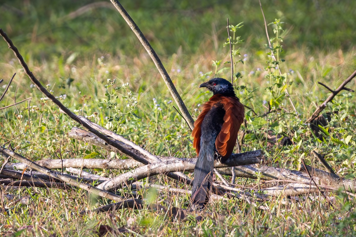Greater Coucal - ML616711710