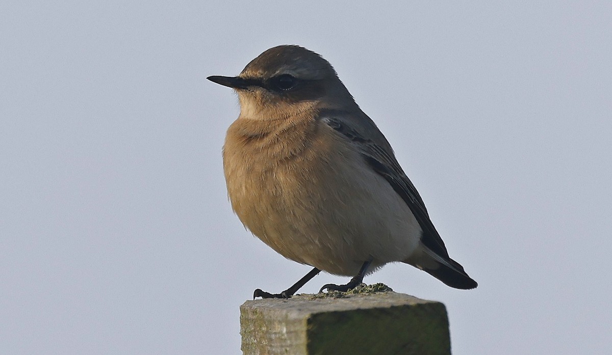 Northern Wheatear - Paul Chapman