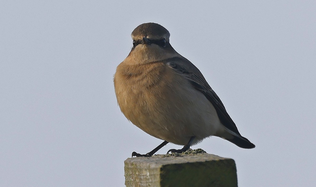 Northern Wheatear - Paul Chapman