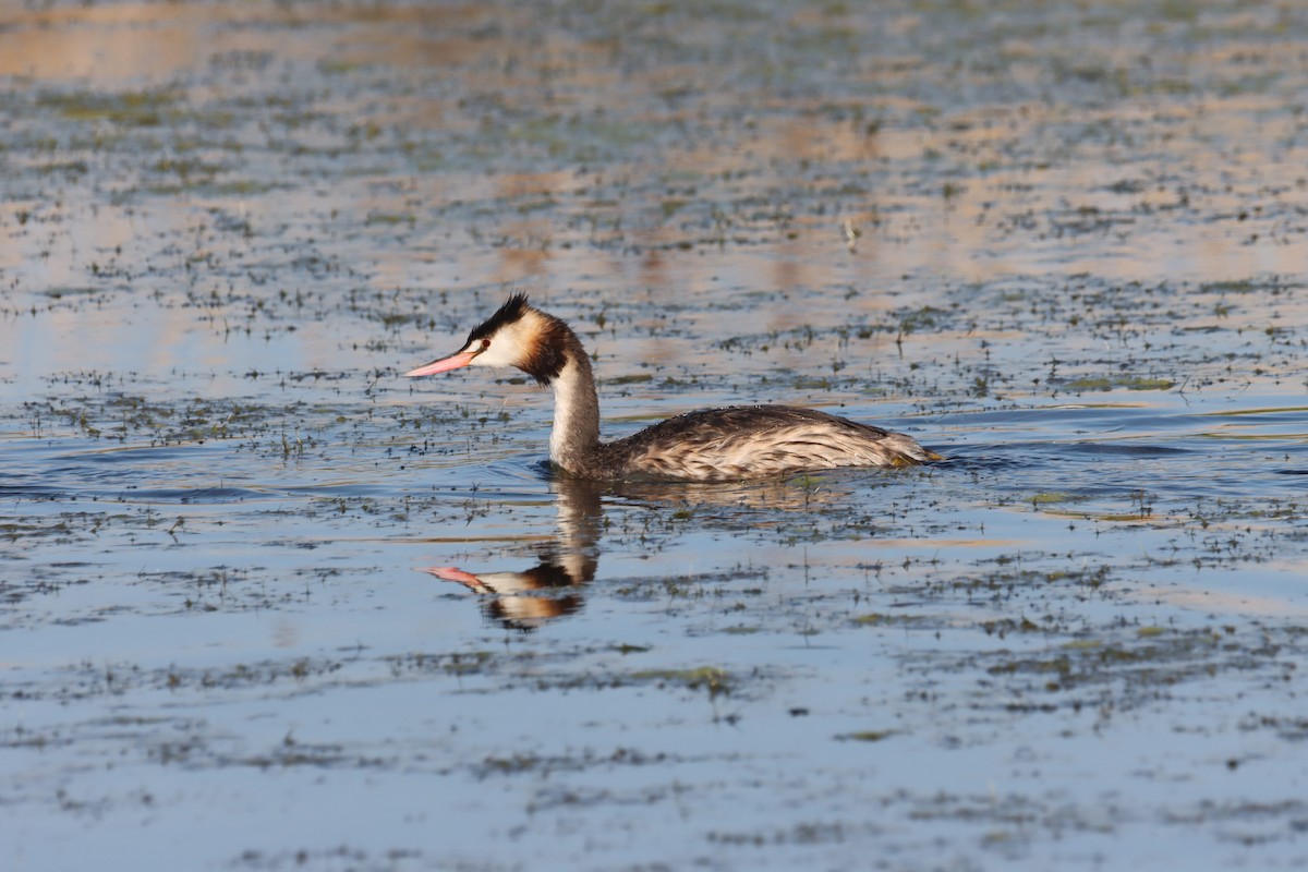 Great Crested Grebe - ML616711858
