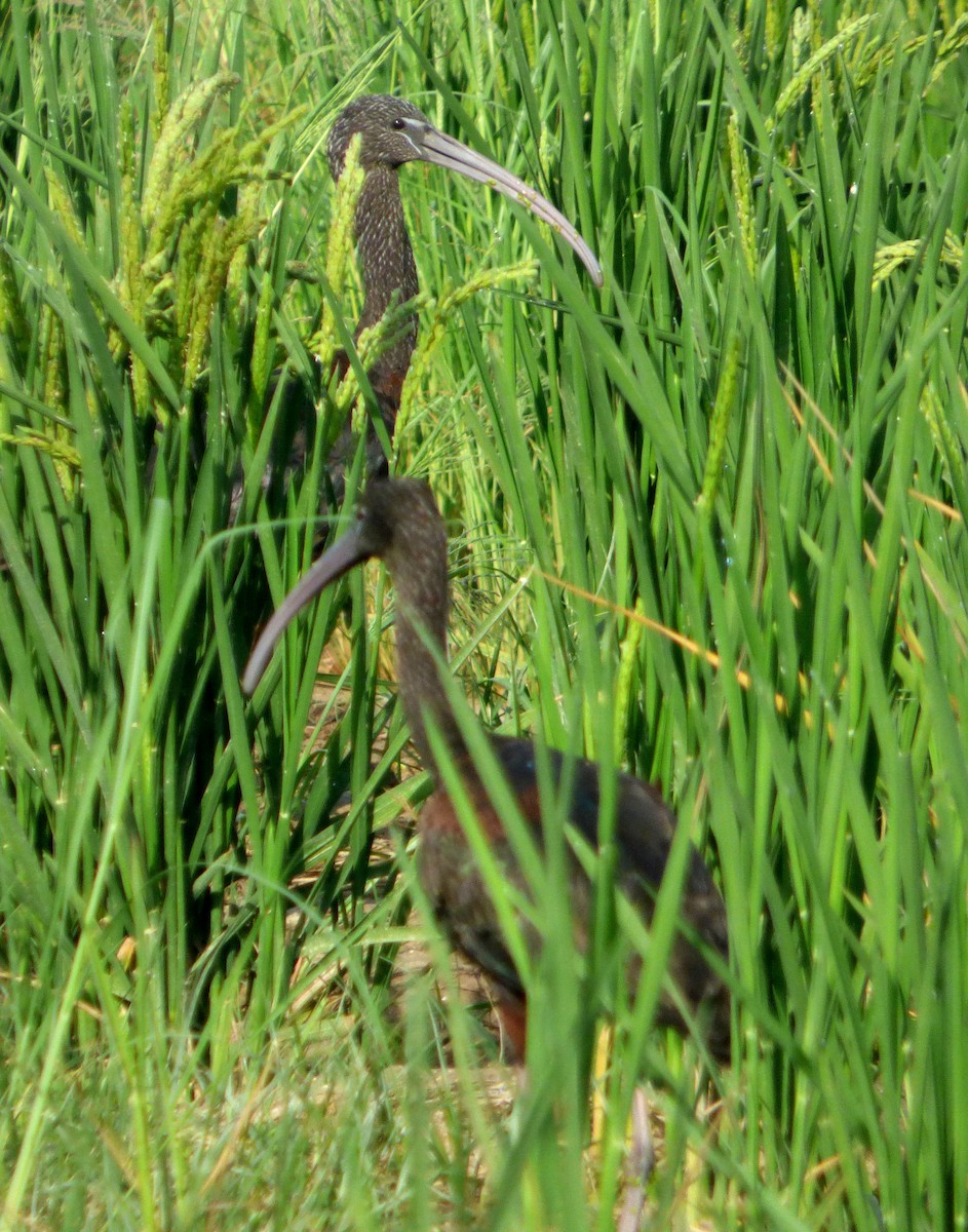 Glossy Ibis - Héctor Bintanel Cenis