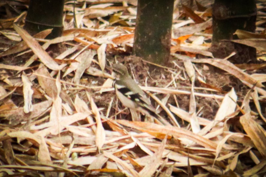 Forest Wagtail - Sachin Prajapati