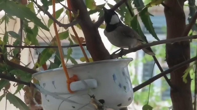 Bulbul à oreillons blancs - ML616711898