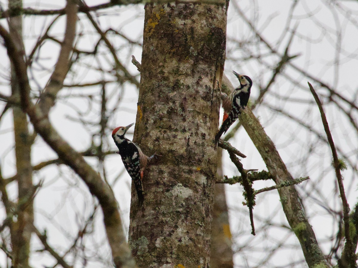 White-backed Woodpecker - Ben Sheldon