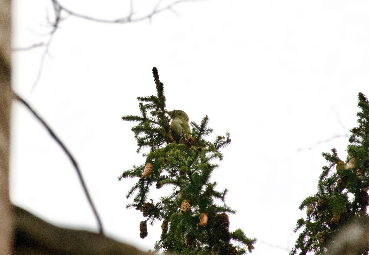 Gray-headed Woodpecker - Ben Sheldon