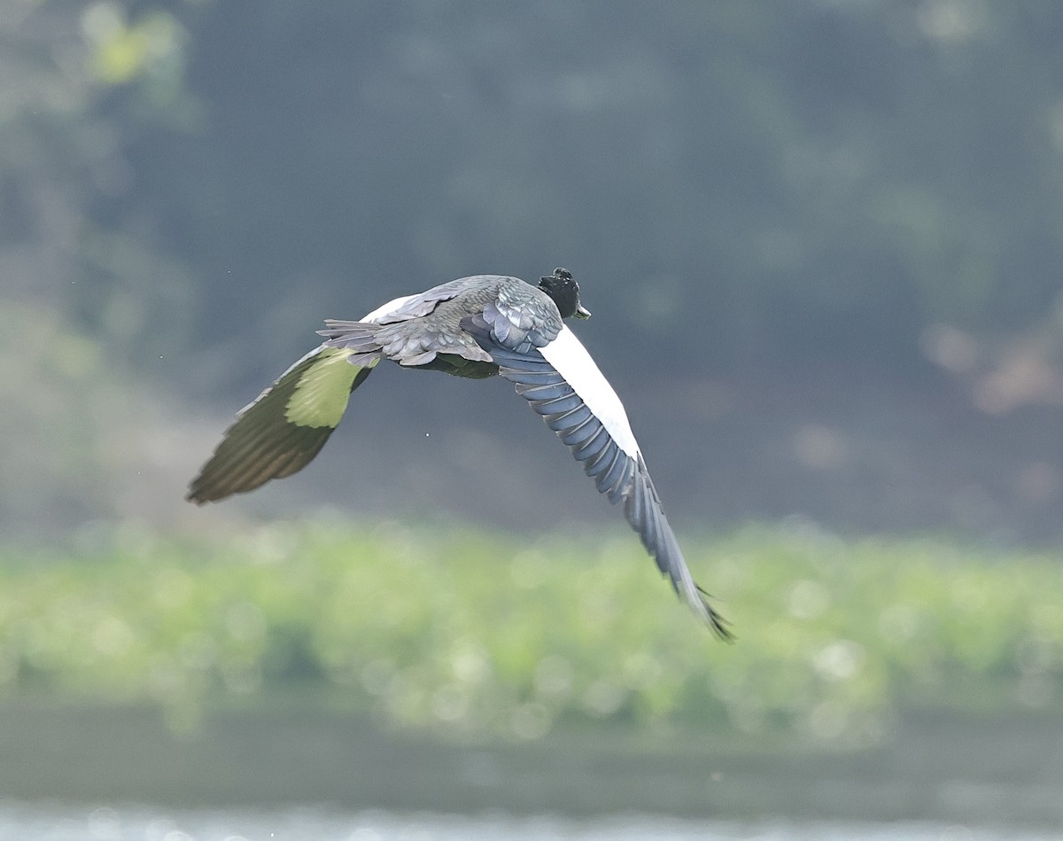 Muscovy Duck - ML616711930