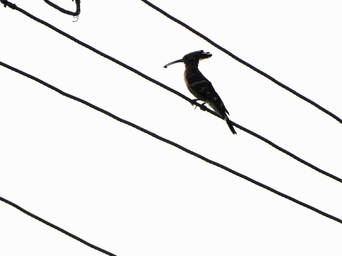 Eurasian Hoopoe - Gandhikumar Rangasamudram Kandaswami