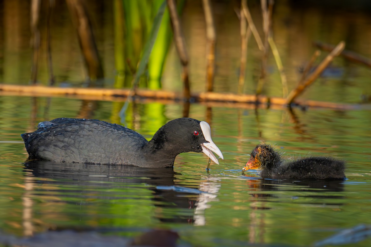 Eurasian Coot - ML616712039