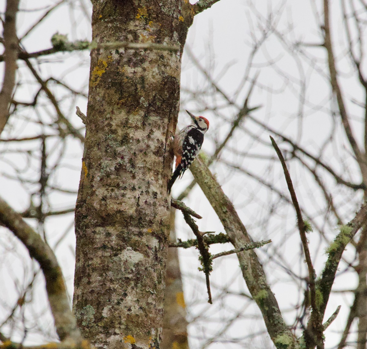 White-backed Woodpecker - Ben Sheldon