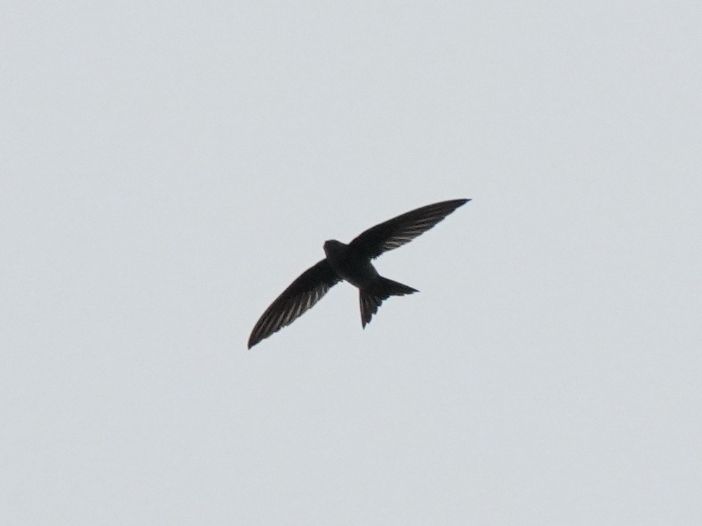 Pacific Swift - ML616712103