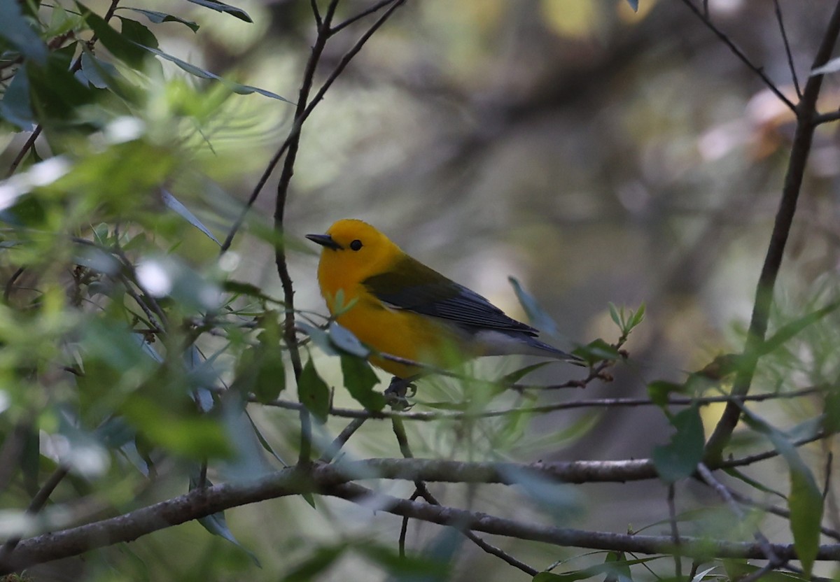 Prothonotary Warbler - ML616712121