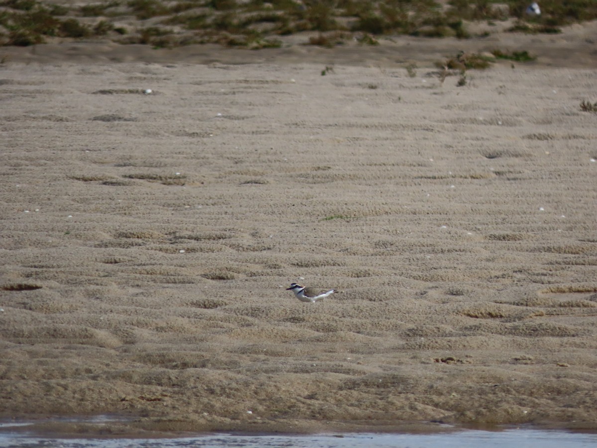 Kentish Plover - Luís Custódia