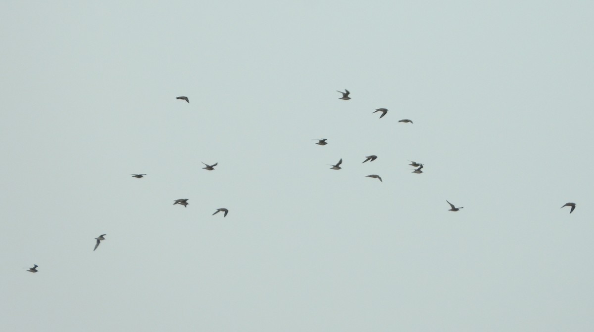 American Golden-Plover - ML616712136