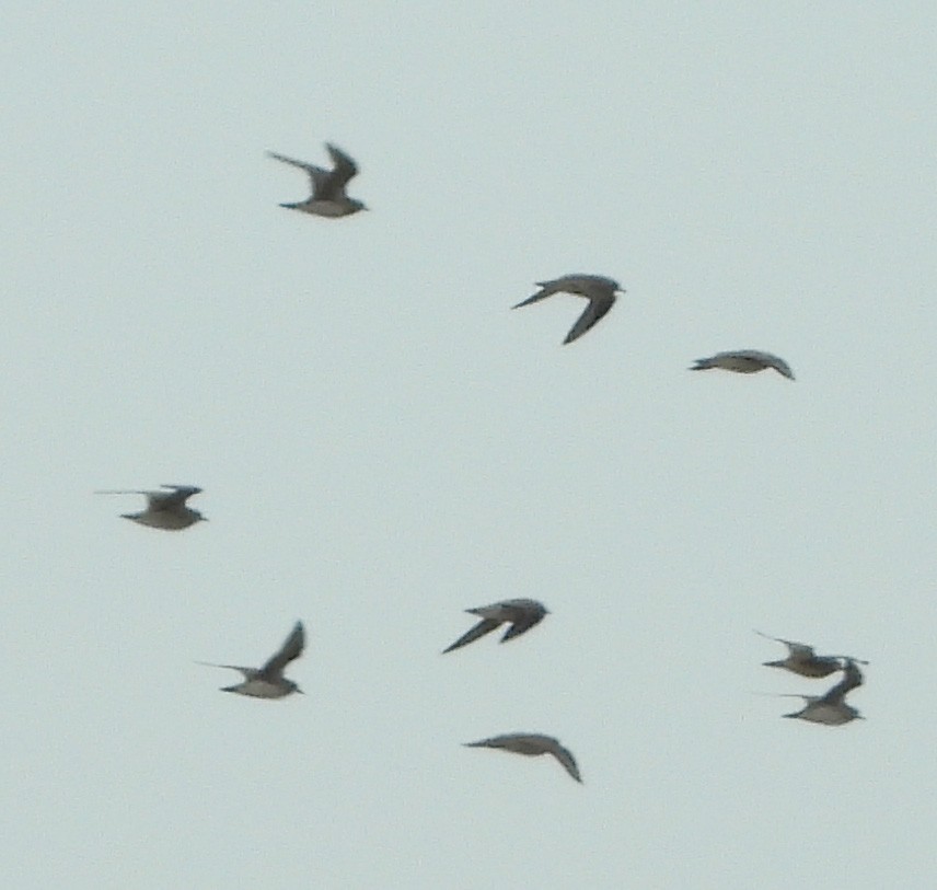 American Golden-Plover - ML616712140