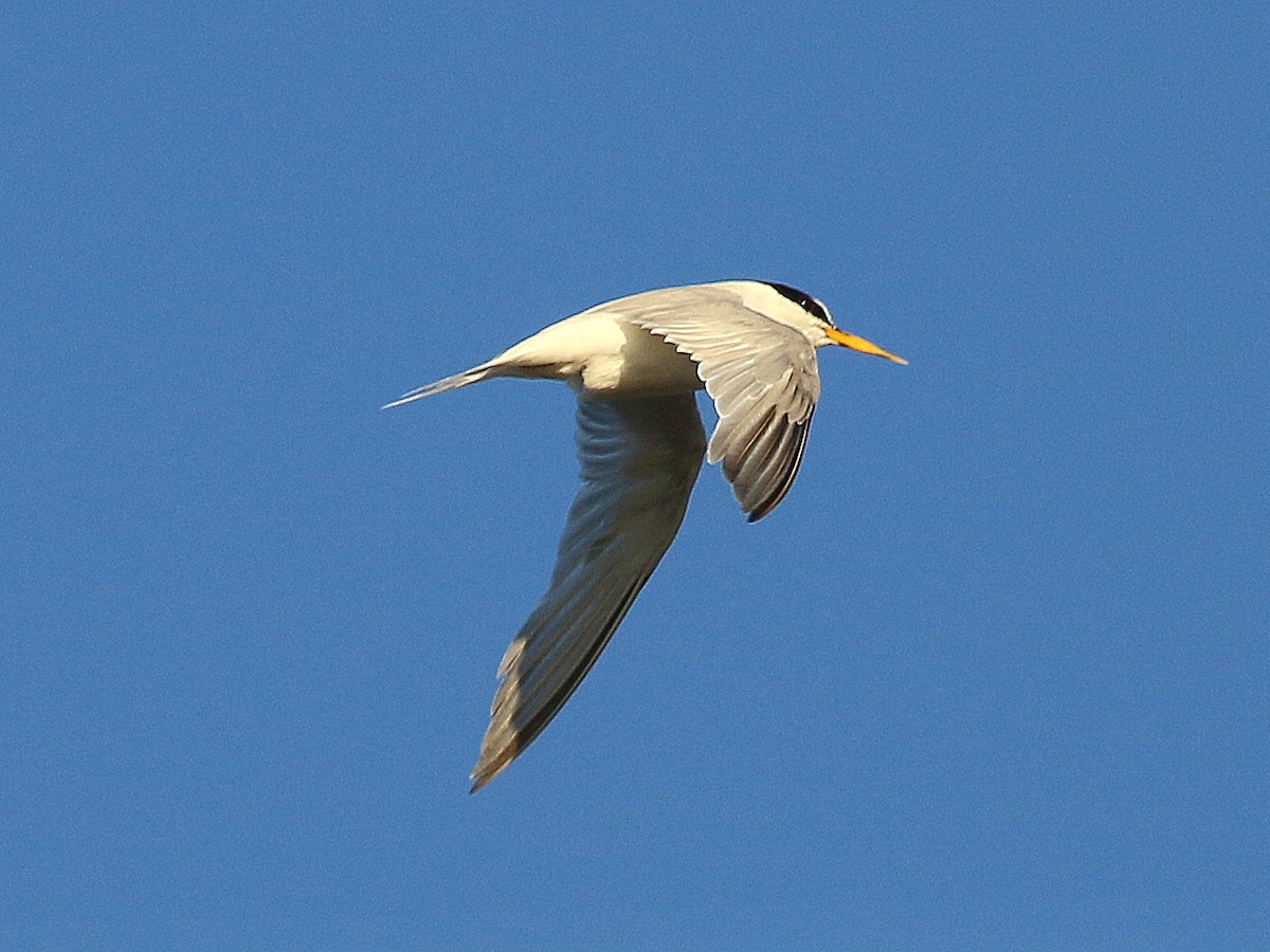 Little Tern - ML616712147