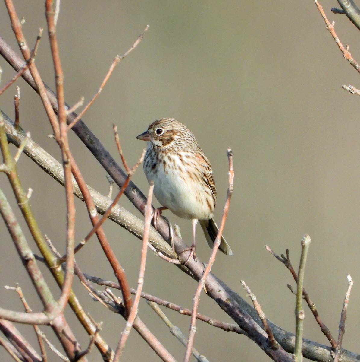 Vesper Sparrow - ML616712156