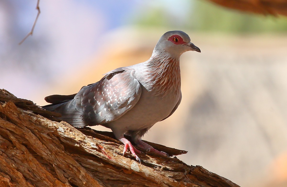 Pigeon roussard - ML616712180