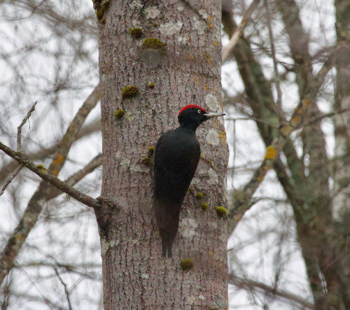 Black Woodpecker - Ben Sheldon