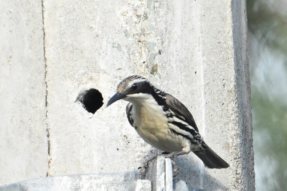 Rhabdornis à tête striée - ML616712273