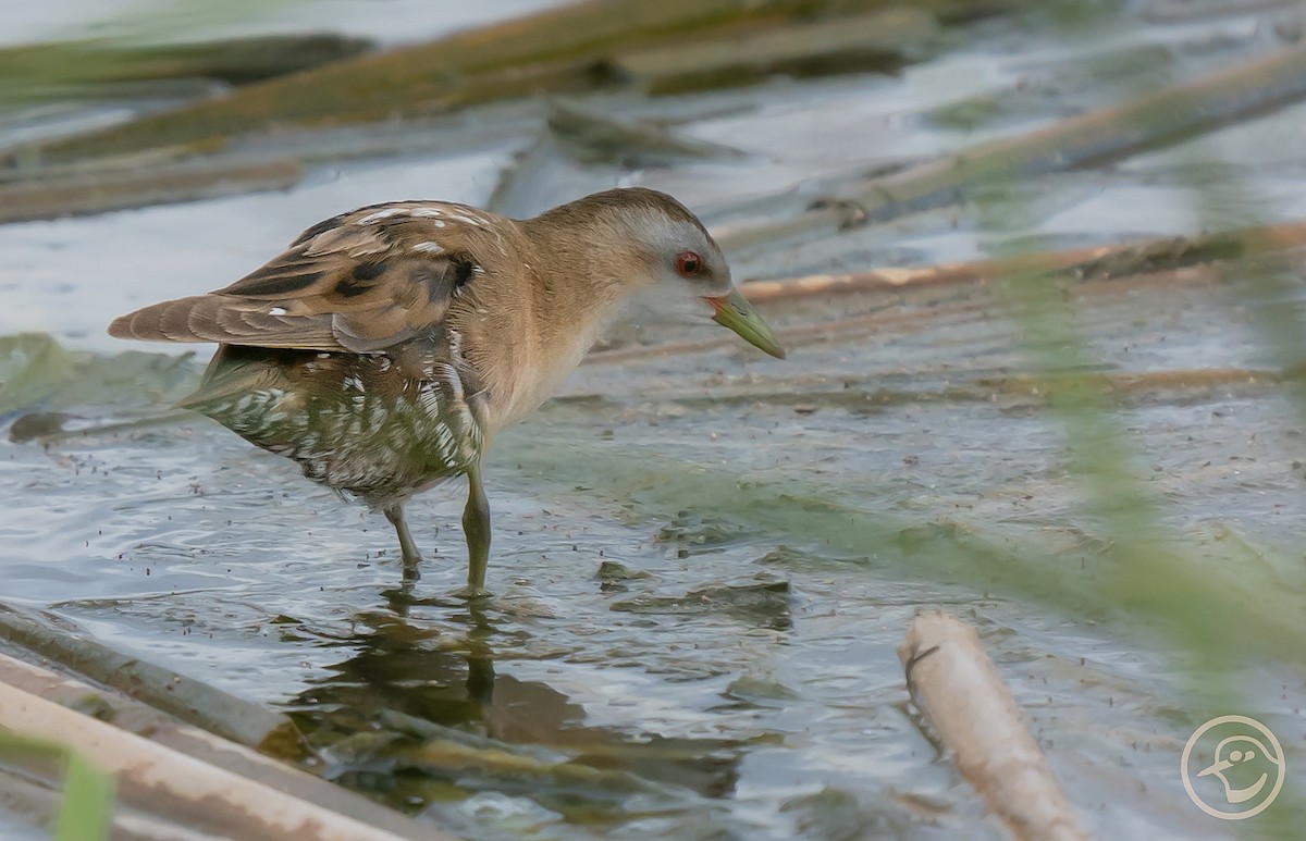 Little Crake - ML616712277