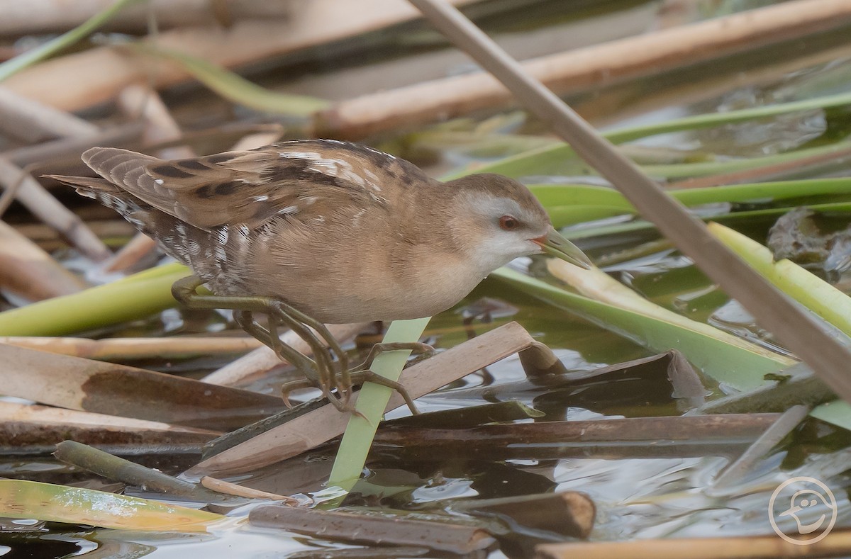 Little Crake - ML616712279