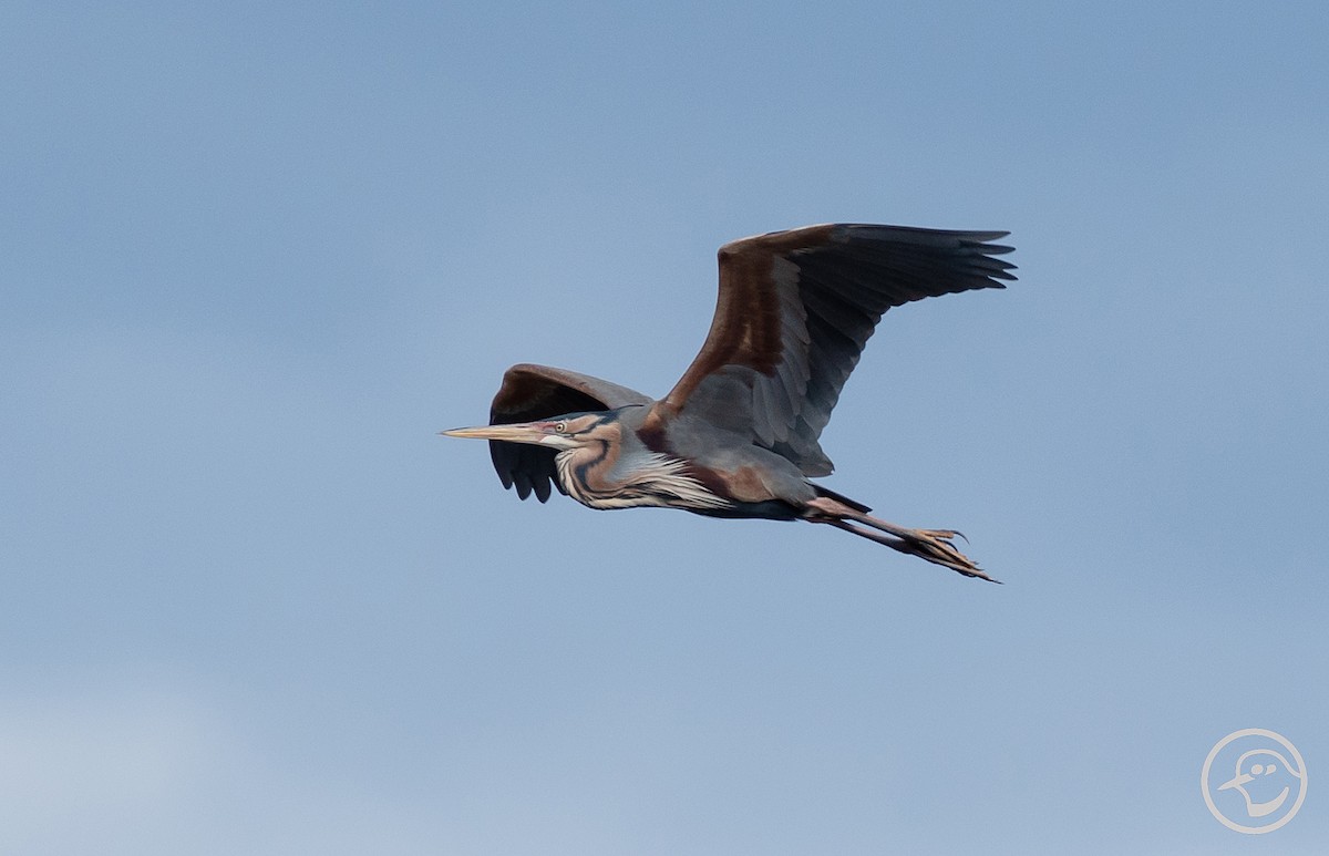 Purple Heron - Yanina Maggiotto