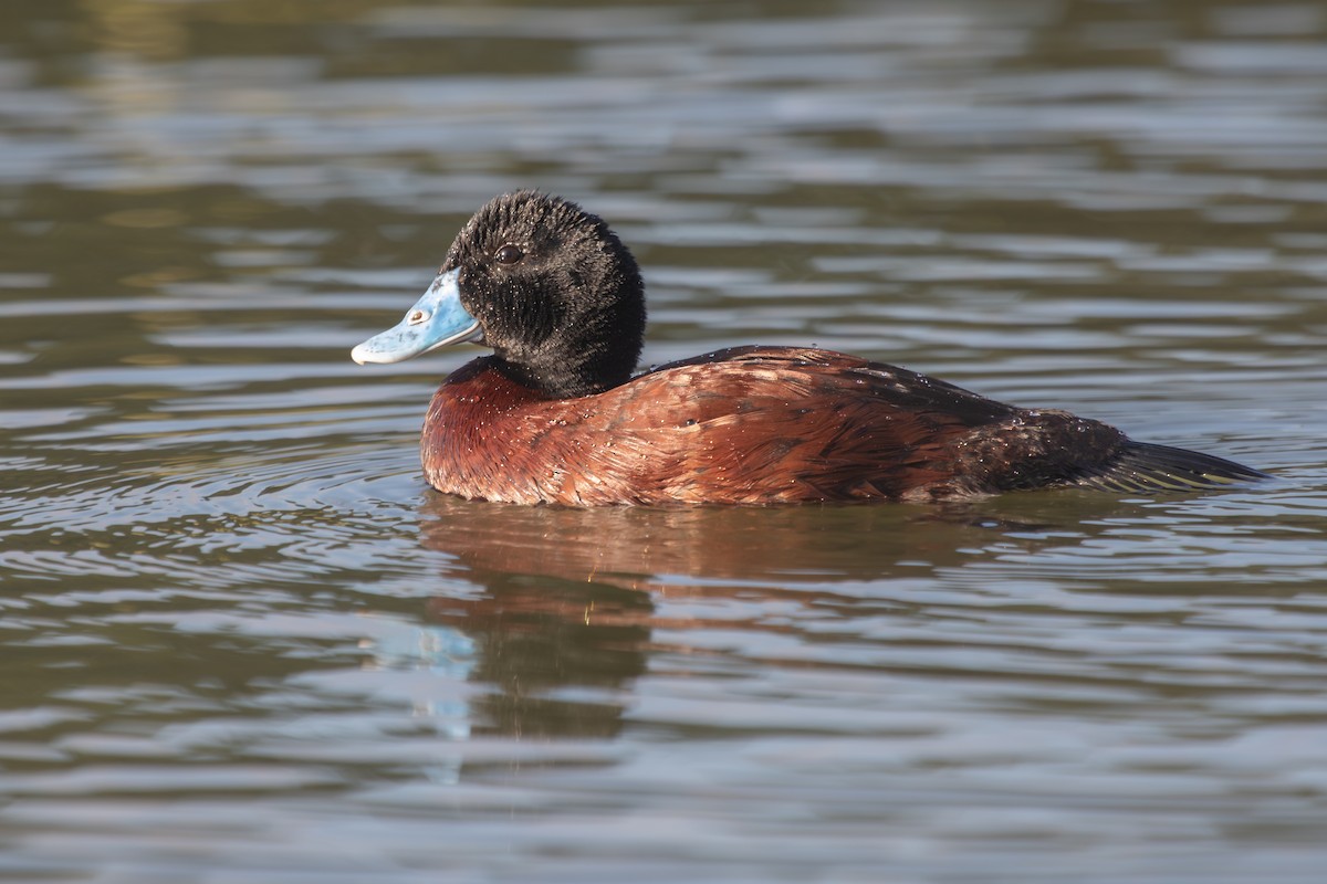 Blue-billed Duck - Ramit Singal