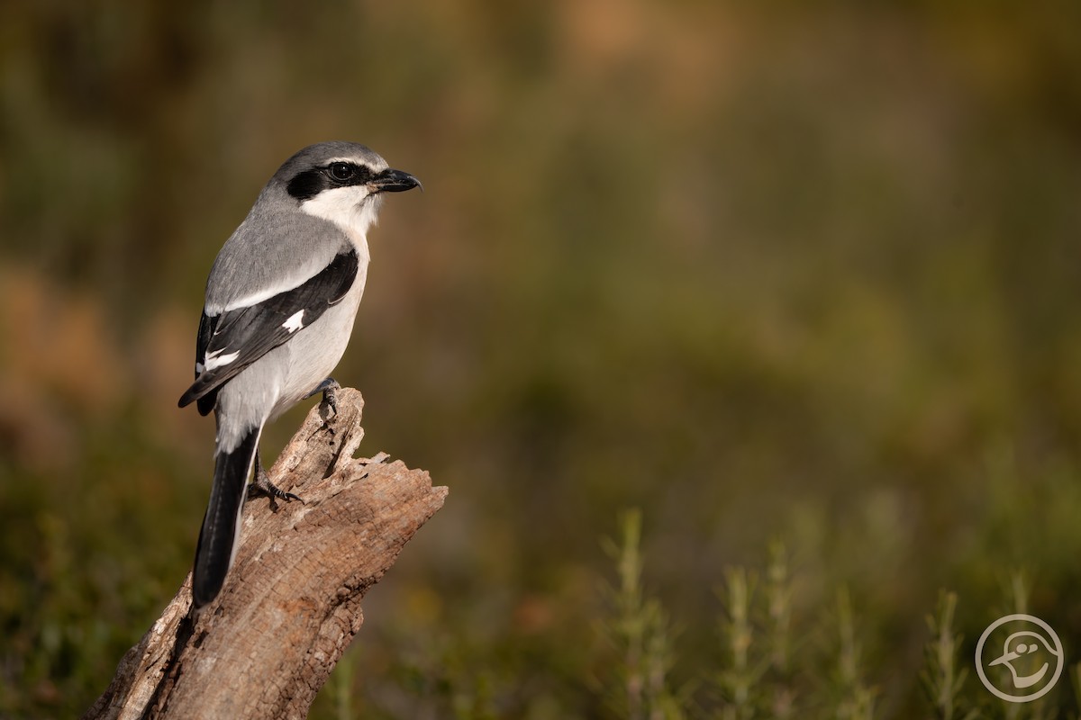 Iberian Gray Shrike - ML616712317