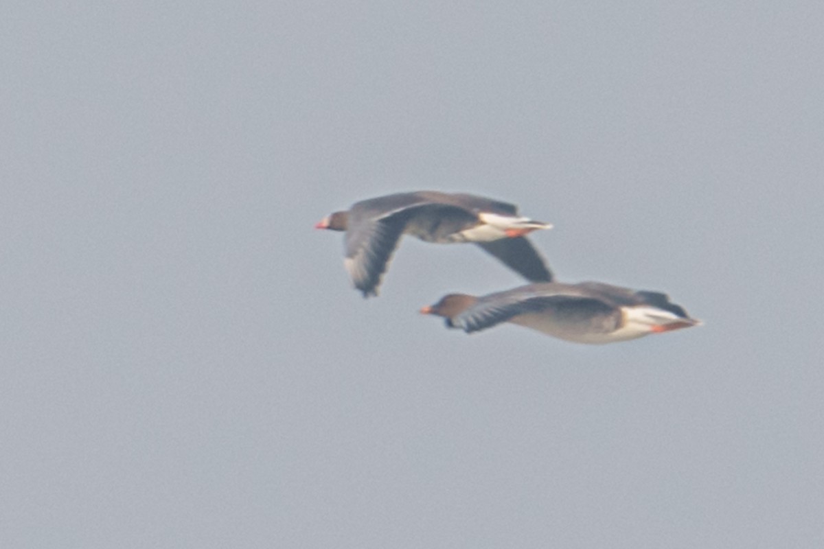 Lesser White-fronted Goose - ML616712344